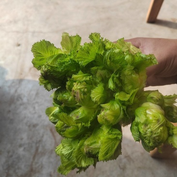 大心精品儿菜