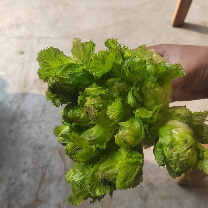 大心精品儿菜