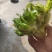 大心精品儿菜