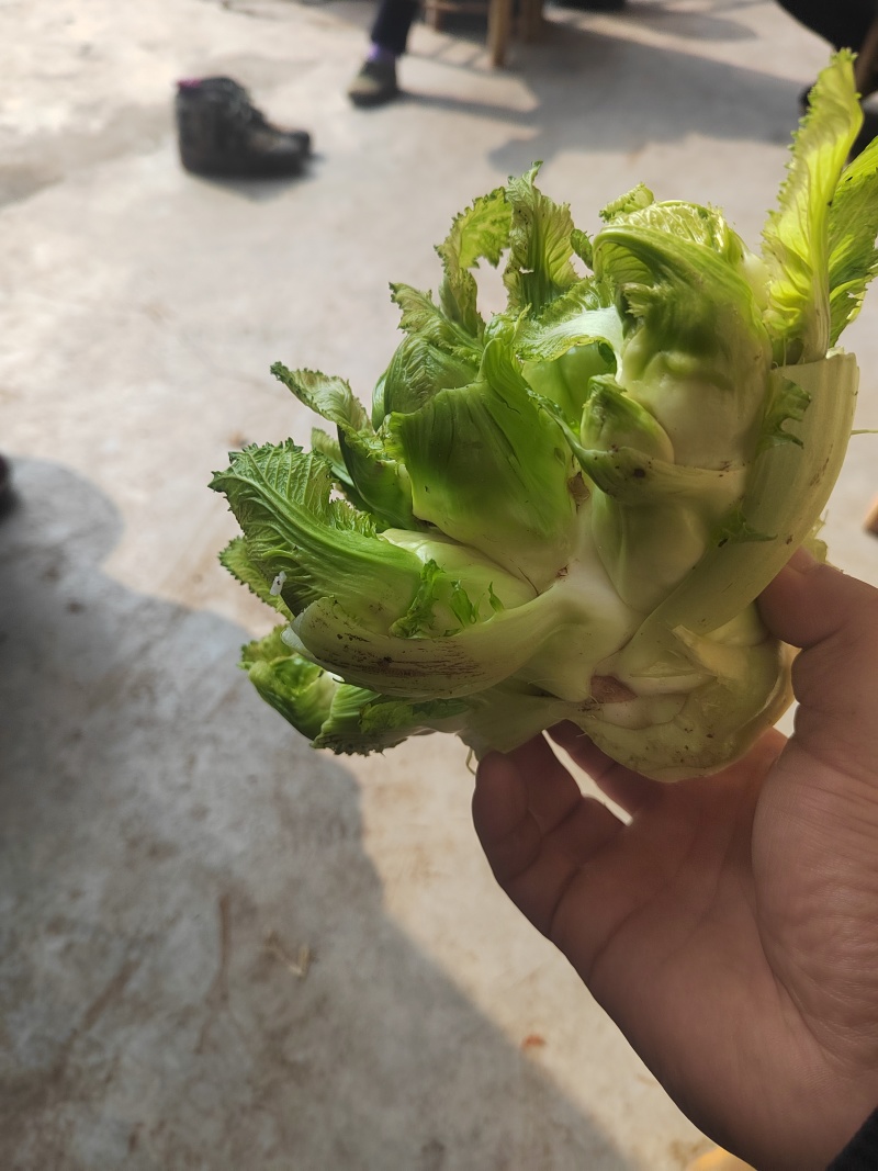 大心精品儿菜