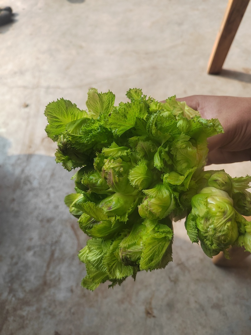 大心精品儿菜