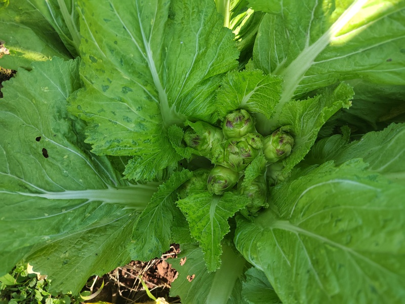 大心精品儿菜