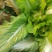 大心精品儿菜