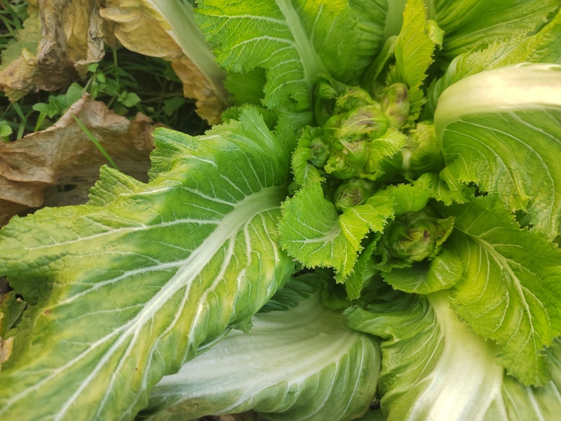 大心精品儿菜