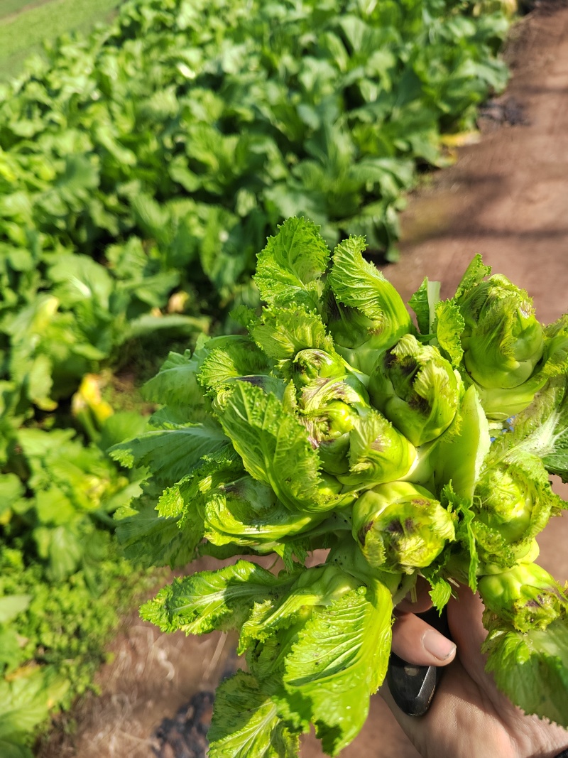大心精品儿菜