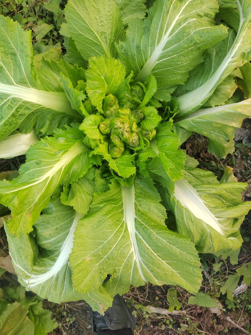 大心精品儿菜