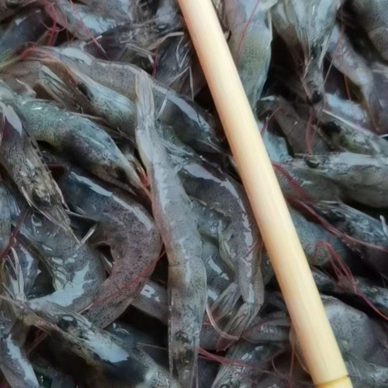 小青虾常年供应，货源稳定，价格优惠，质量保证。