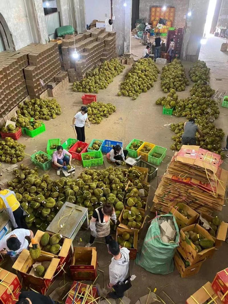 金枕榴莲产地直销，一手货源批发，坏果包赔，货到付款
