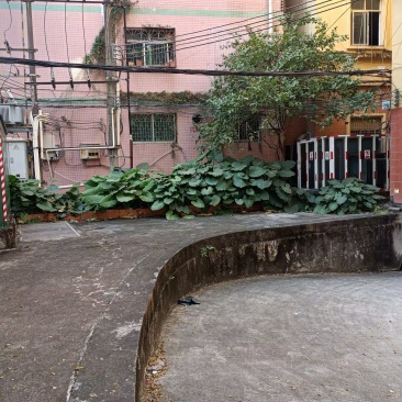 滴水现音干叶