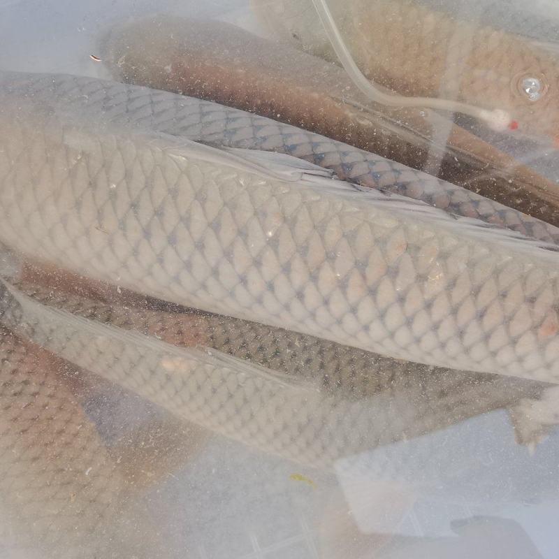 大鲤鱼