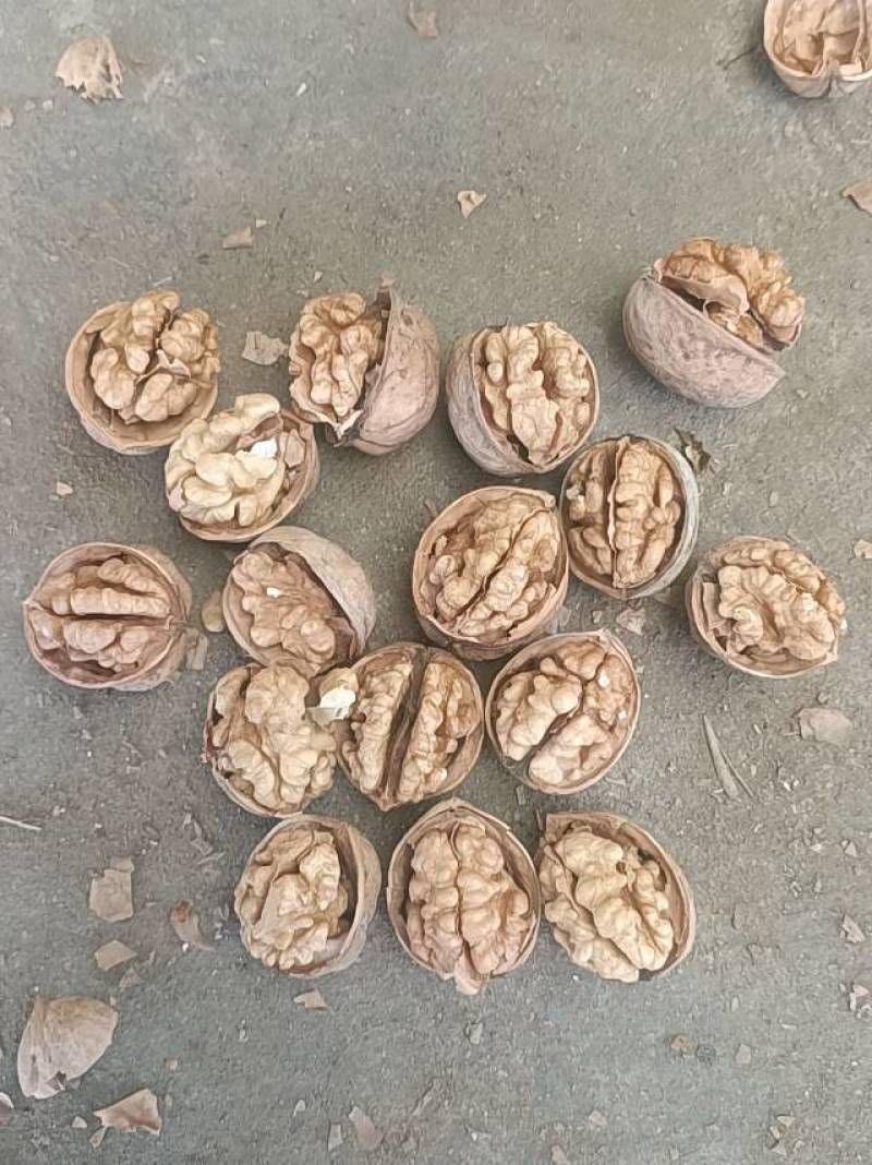 新疆阿克苏的纸皮核桃核桃需要跟我联9