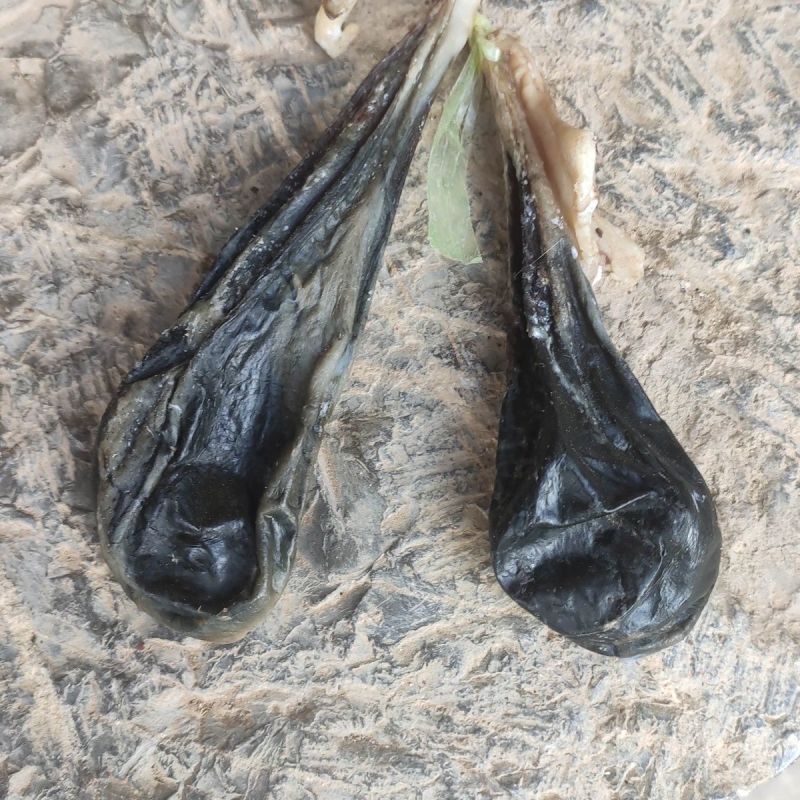 猪胆猪苦胆干猪胆汁云南山区放养猪胆干自然干整个猪苦胆干猪胆