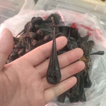 狗胆狗胆干土狗胆中华犬狗胆胆干非新鲜胆囊晒干风干晾晒苦胆胆囊