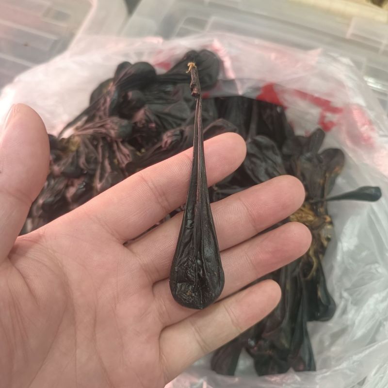 狗胆狗胆干土狗胆中华犬狗胆胆干非新鲜胆囊晒干风干晾晒苦胆胆囊