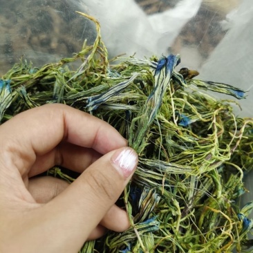 西藏特产龙胆花龙胆草虞美人植物花草