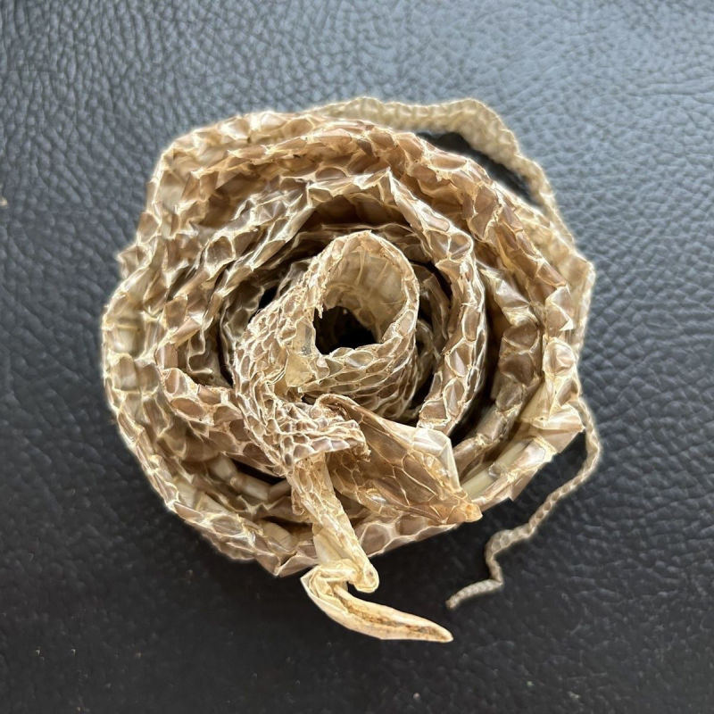 自然脱落一整条有头有尾蛇蜕蛇退龙衣蛇皮长虫皮青龙衣蛇壳