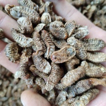 中药材蛴螬1公斤蛴螬干土蚕老母虫核桃虫粪虫无硫干货