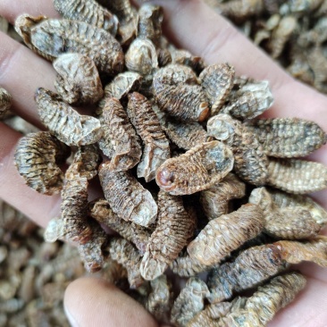 中药材蛴螬1公斤蛴螬干土蚕老母虫核桃虫粪虫无硫干货