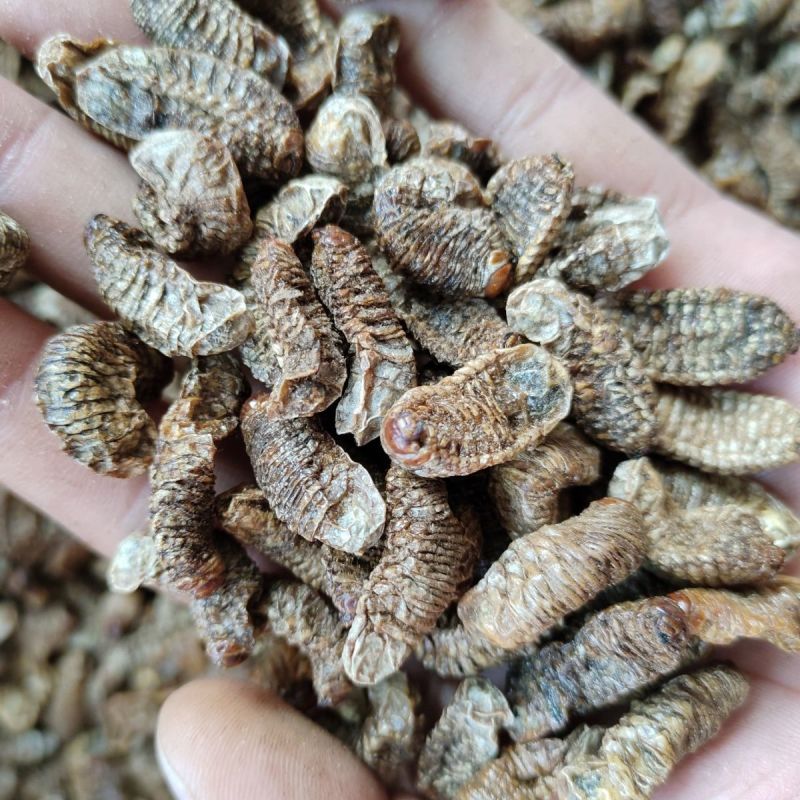 中药材蛴螬1公斤蛴螬干土蚕老母虫核桃虫粪虫无硫干货