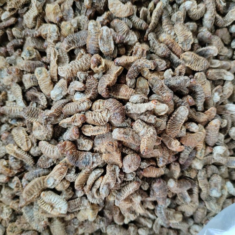 中药材蛴螬1公斤蛴螬干土蚕老母虫核桃虫粪虫无硫干货