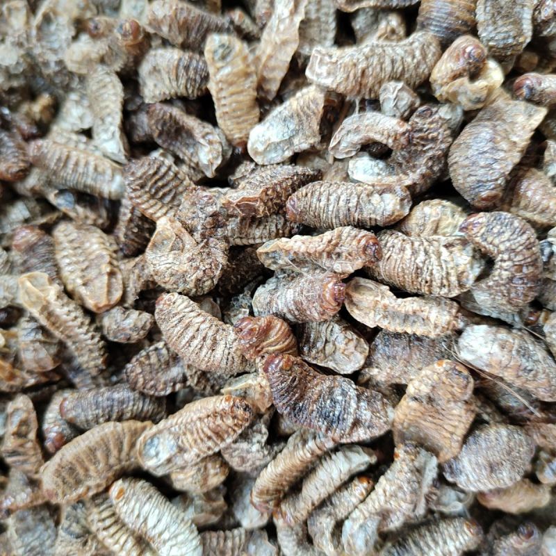 中药材蛴螬1公斤蛴螬干土蚕老母虫核桃虫粪虫无硫干货