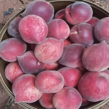 云南红河脆甜鹰嘴水蜜桃大量