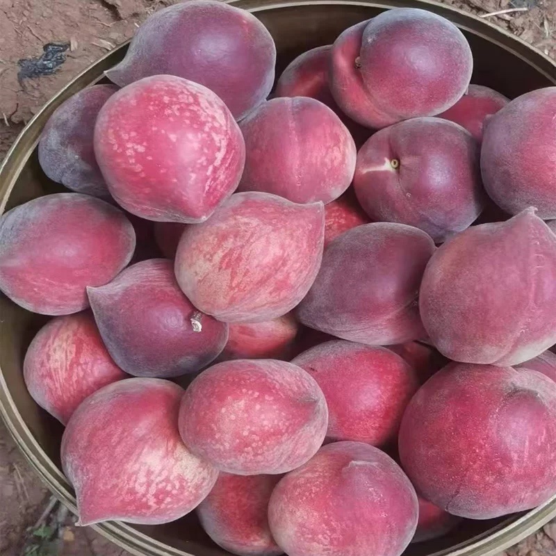 云南红河脆甜鹰嘴水蜜桃大量