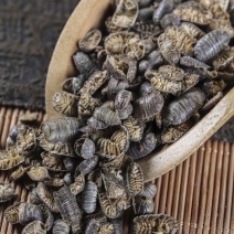 鼠妇虫鼠妇虫地虱湿生虫潮虫干货