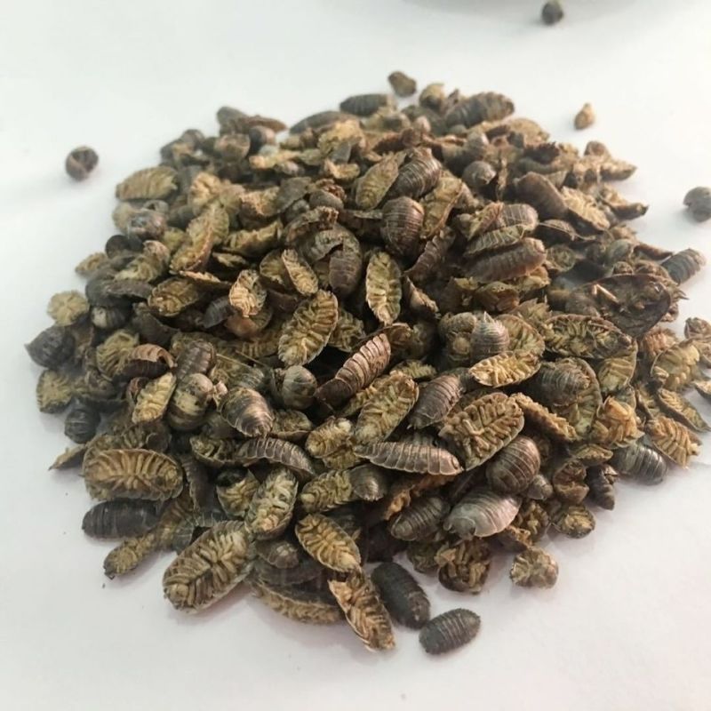 鼠妇虫鼠妇虫地虱湿生虫潮虫干货
