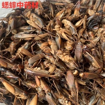 野生蟋蟀干中药材蛐蛐干夜鸣虫秋虫将军干鸟食干净