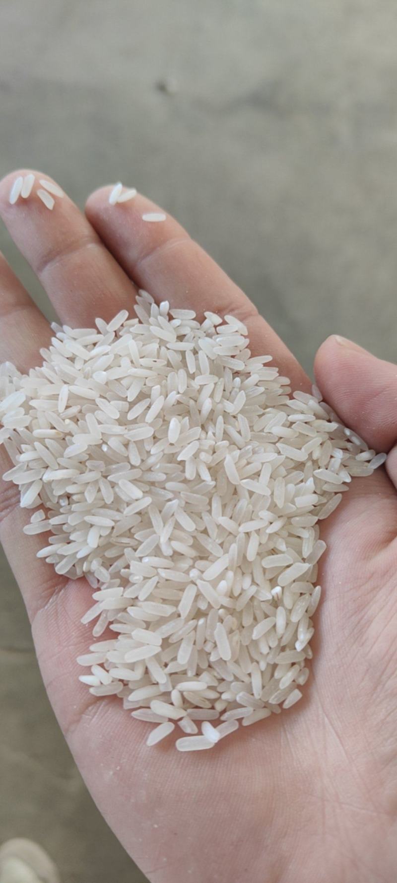 丰良优、黄花粘、碎米大量供应，25年新米。