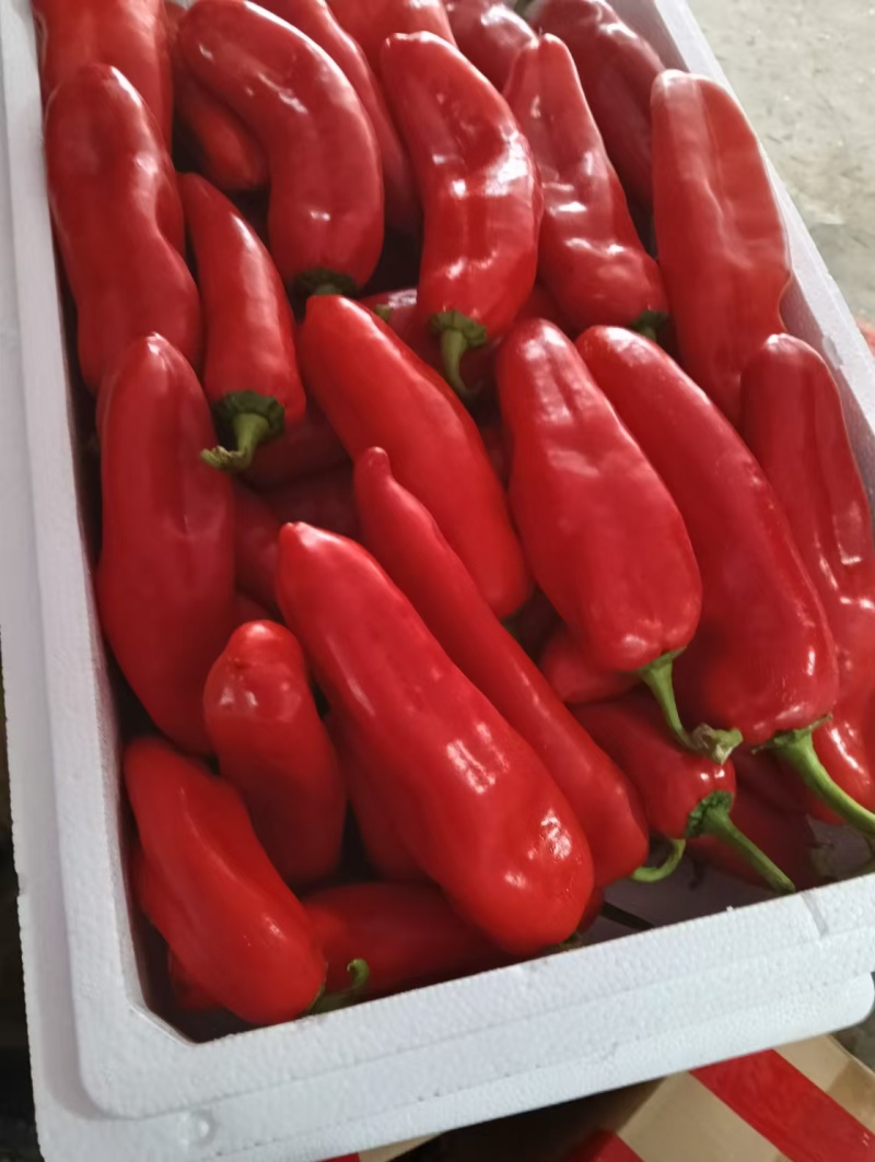 精品红椒红辣椒产地直发品质保证量大从优一手货源