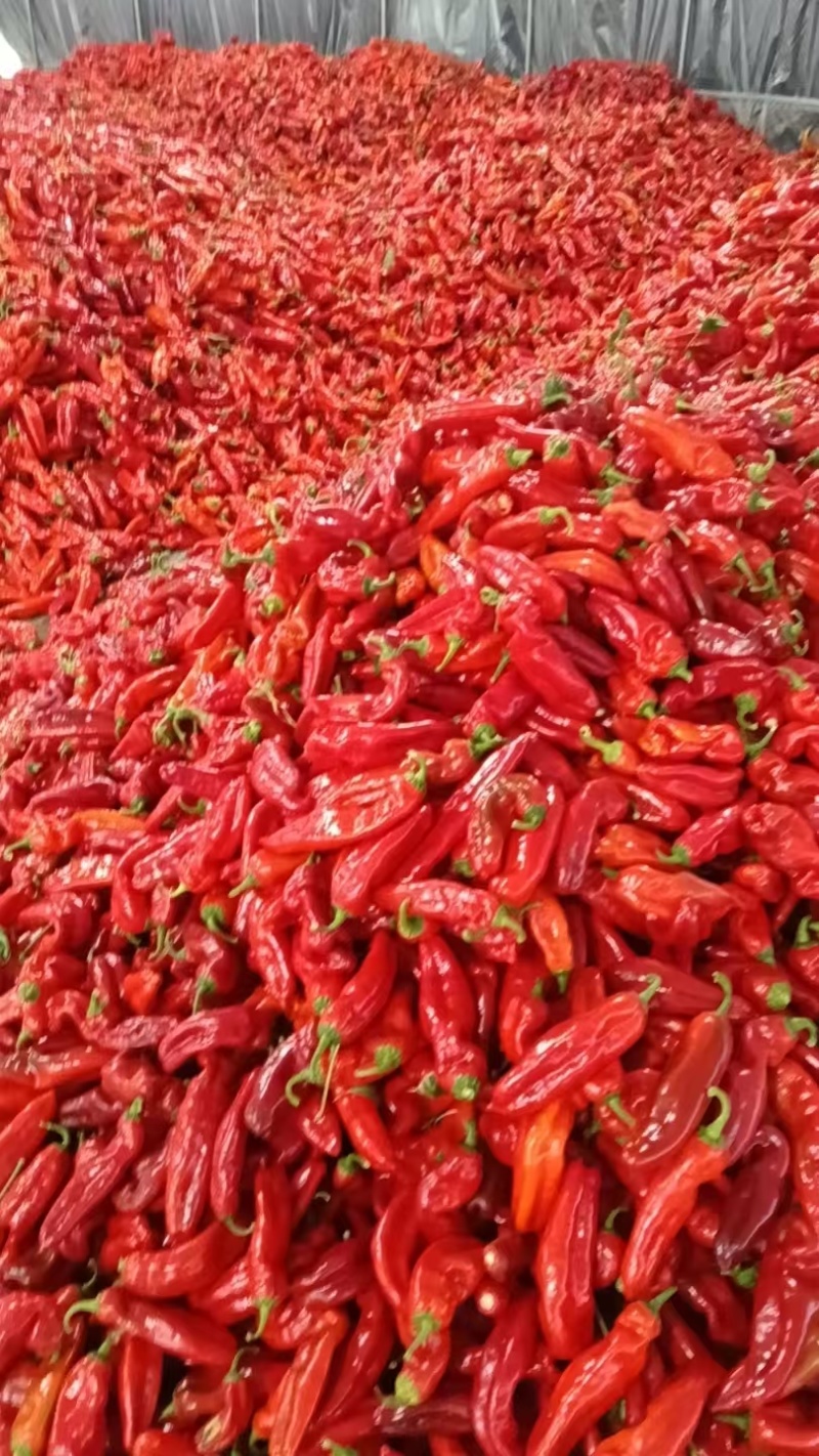 精品红椒红辣椒产地直发品质保证量大从优一手货源