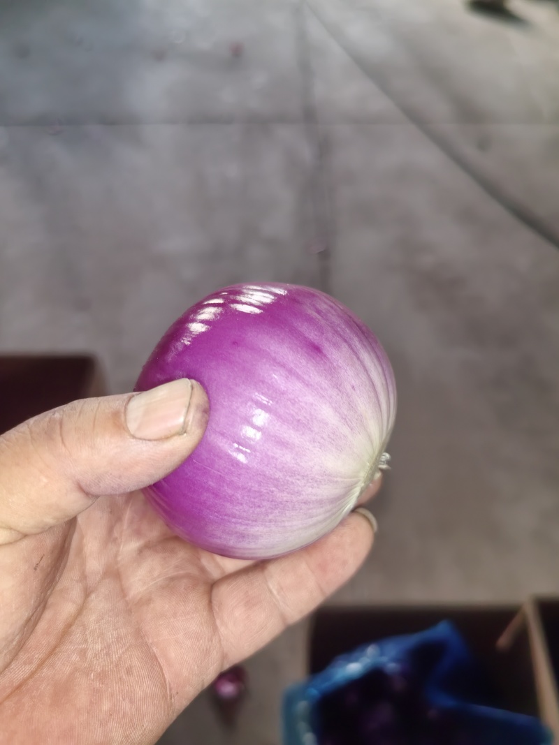 好货推荐红皮洋葱带皮扒皮洋葱对接电商市场商超