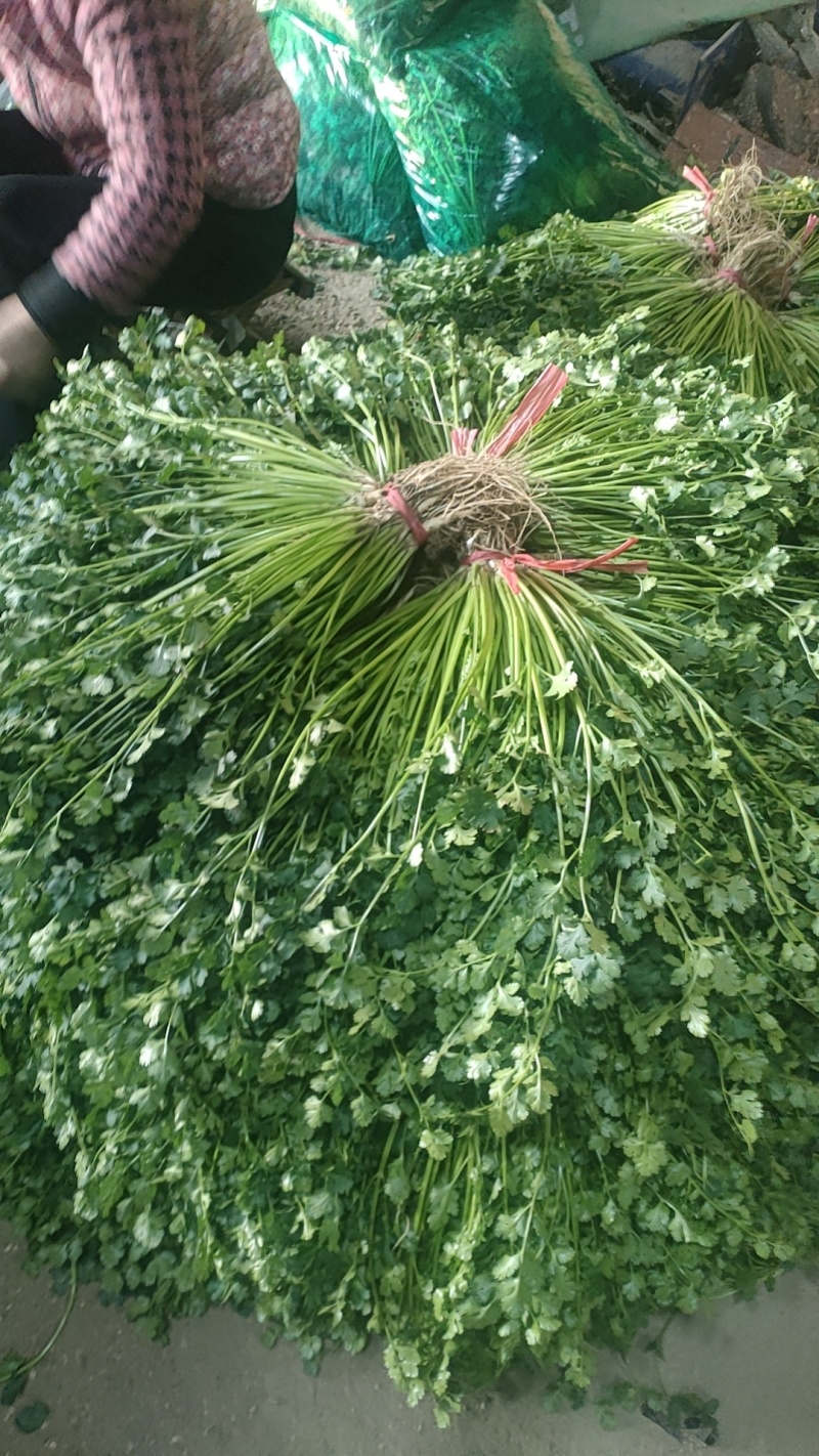 精品香菜