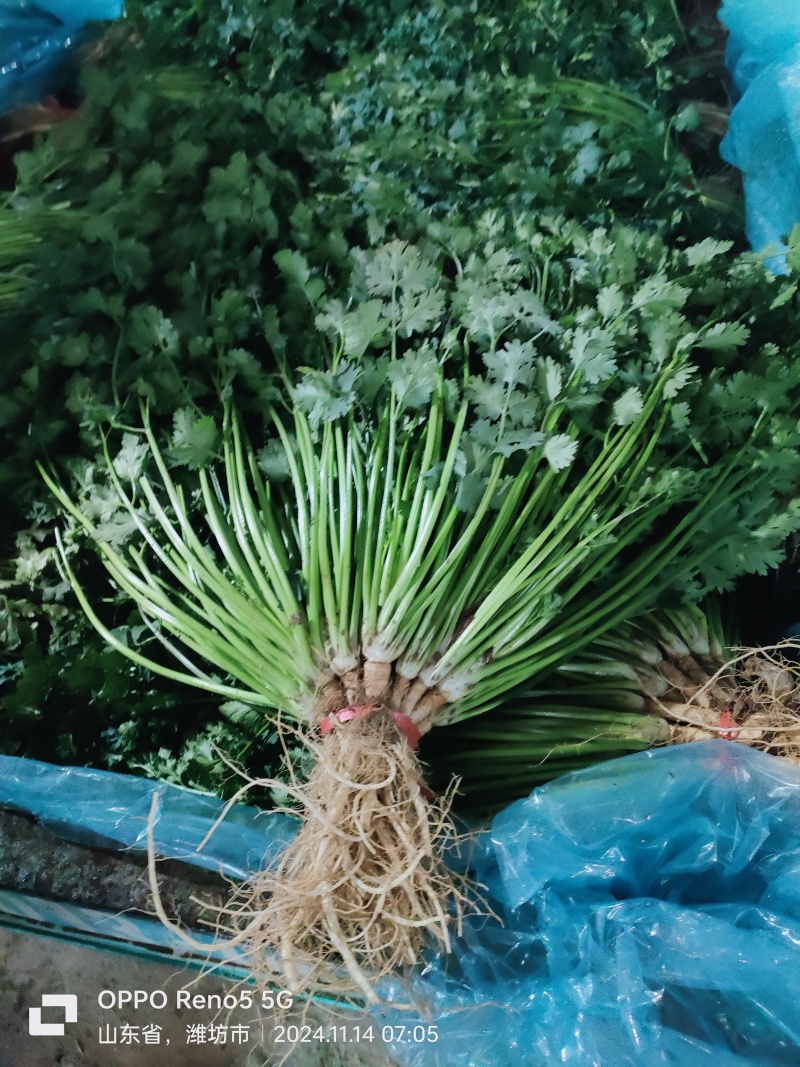 精品香菜