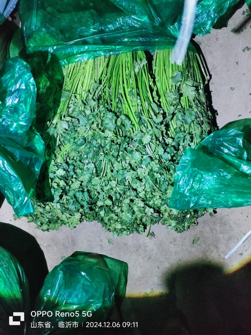精品香菜
