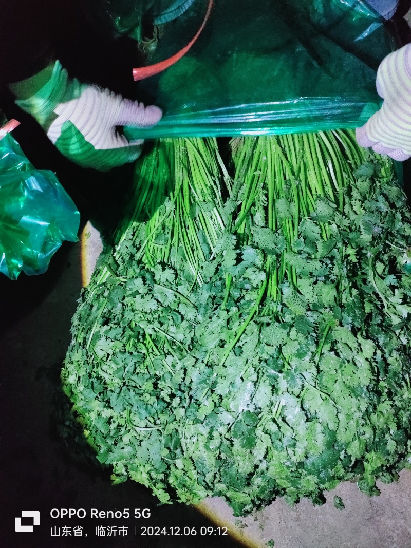 精品香菜