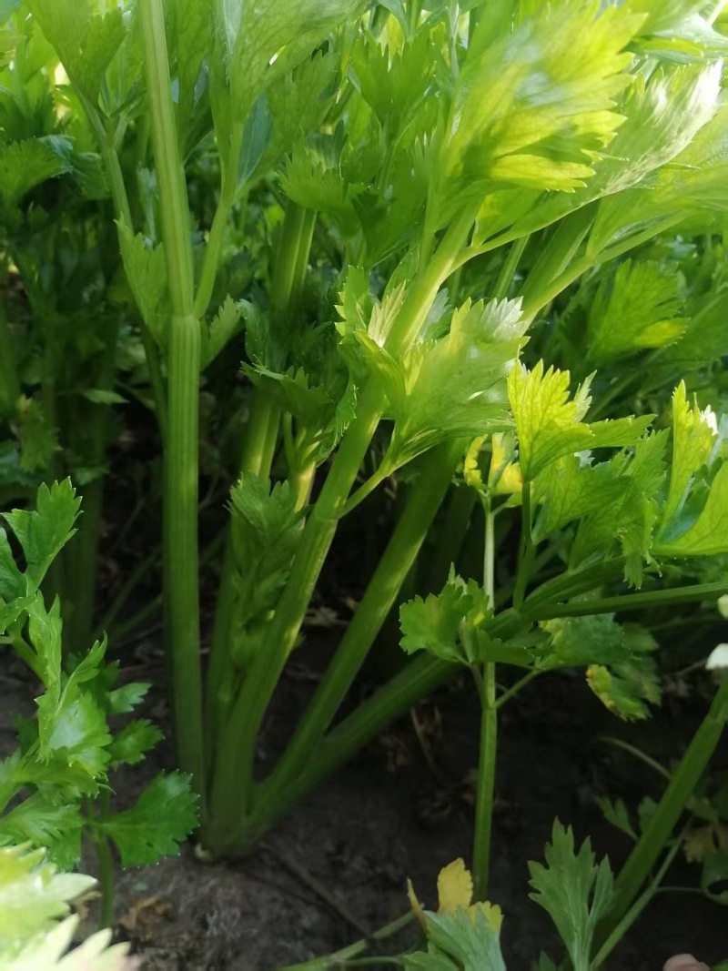周口西芹大量批发