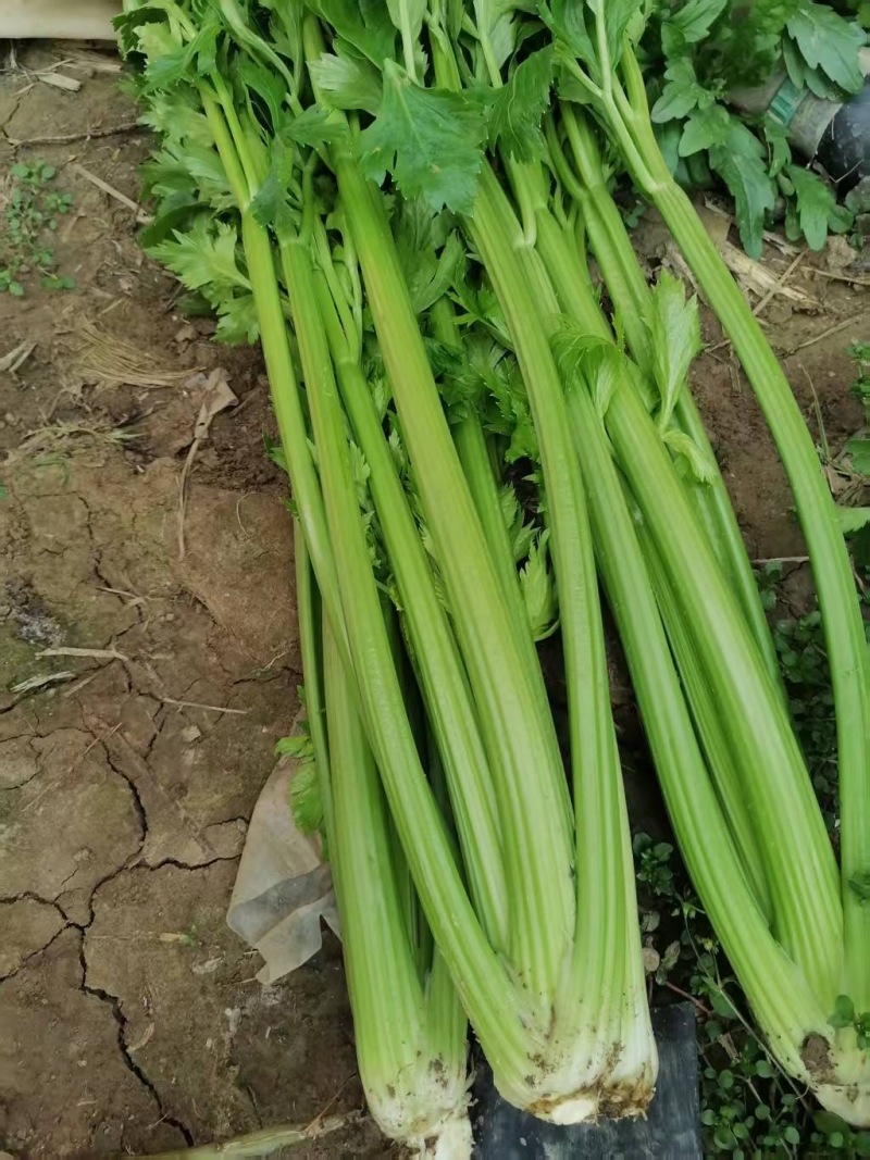 周口西芹大量批发