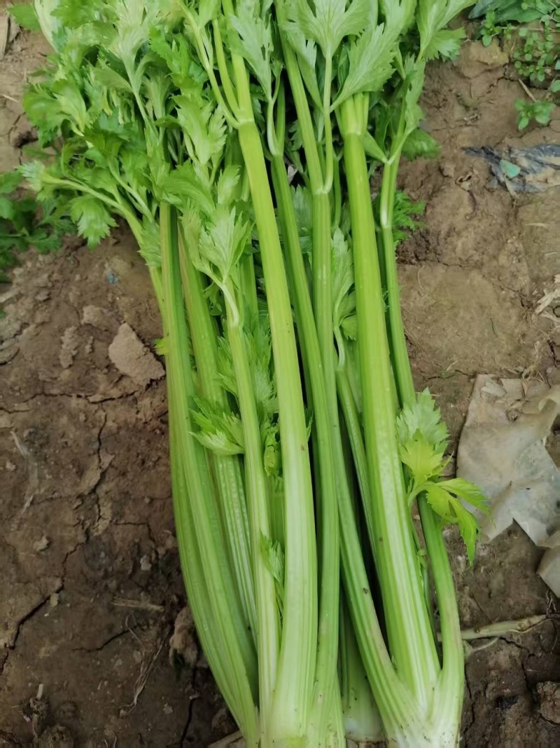 周口西芹大量批发