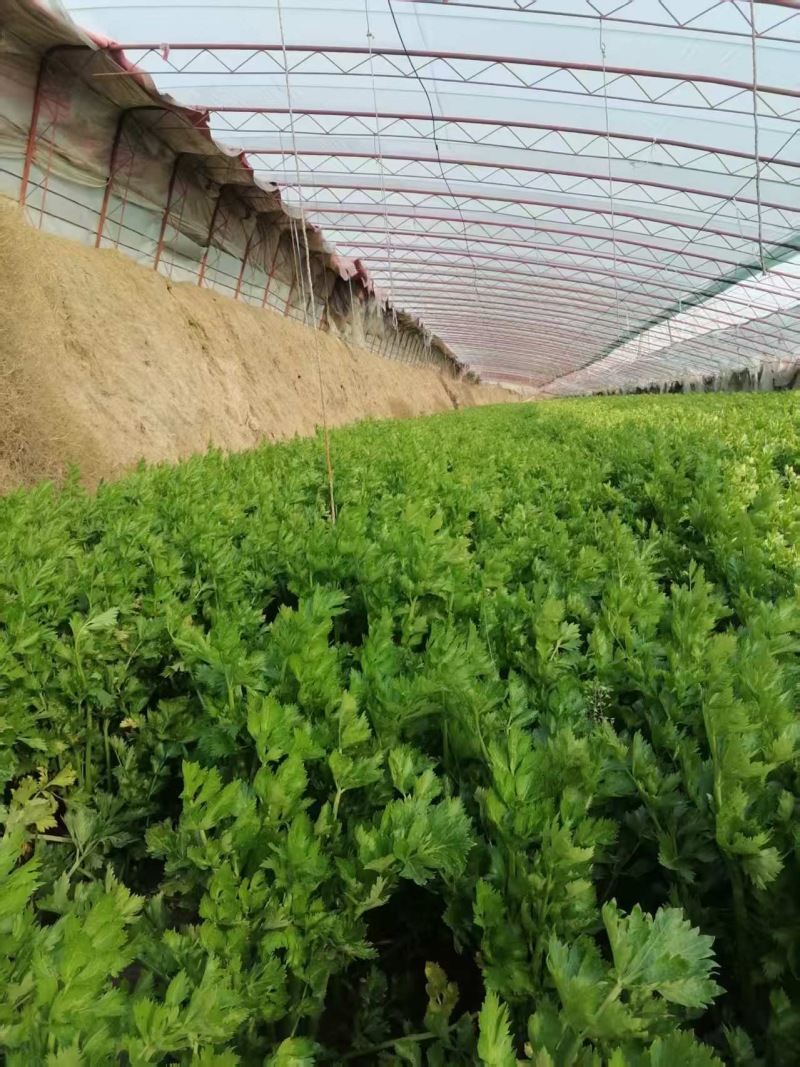 周口西芹大量批发