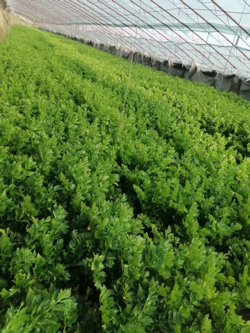 周口西芹大量批发