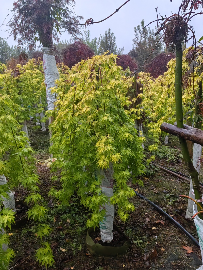 羽毛枫