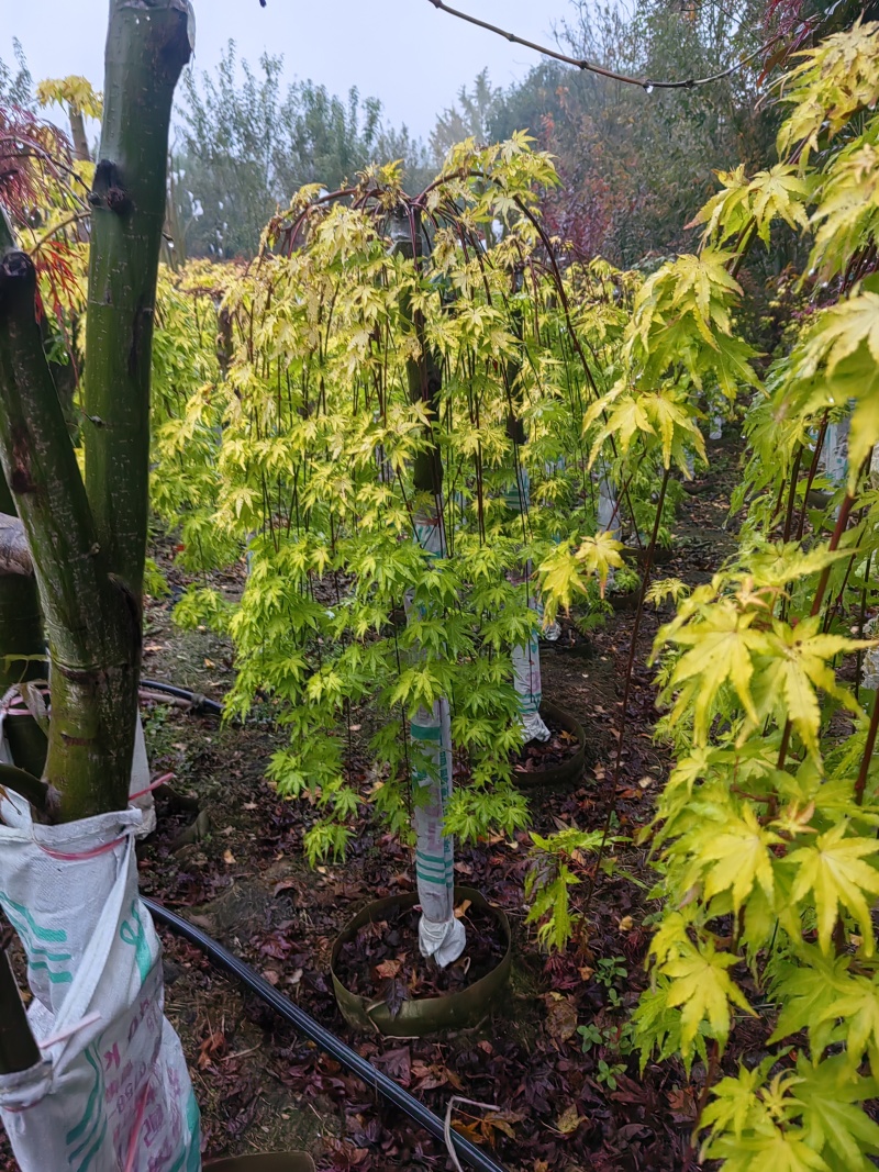 羽毛枫
