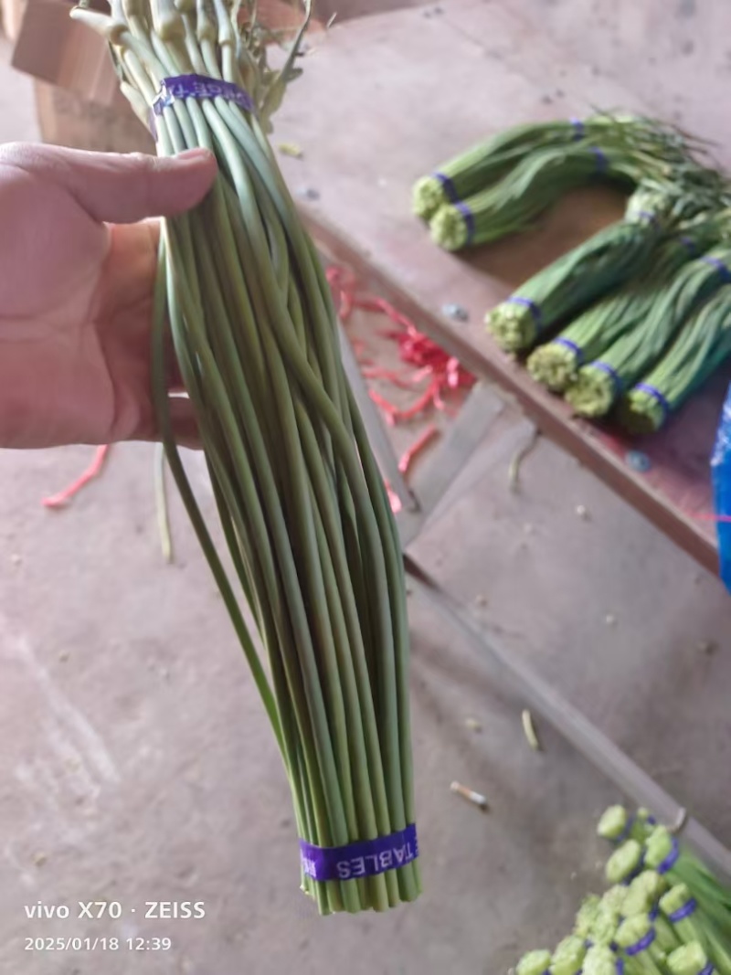 聊城大张鲜蒜苔新货上市欢迎来电