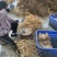 粤北高山五指毛桃，无硫干货香味浓工厂直发
