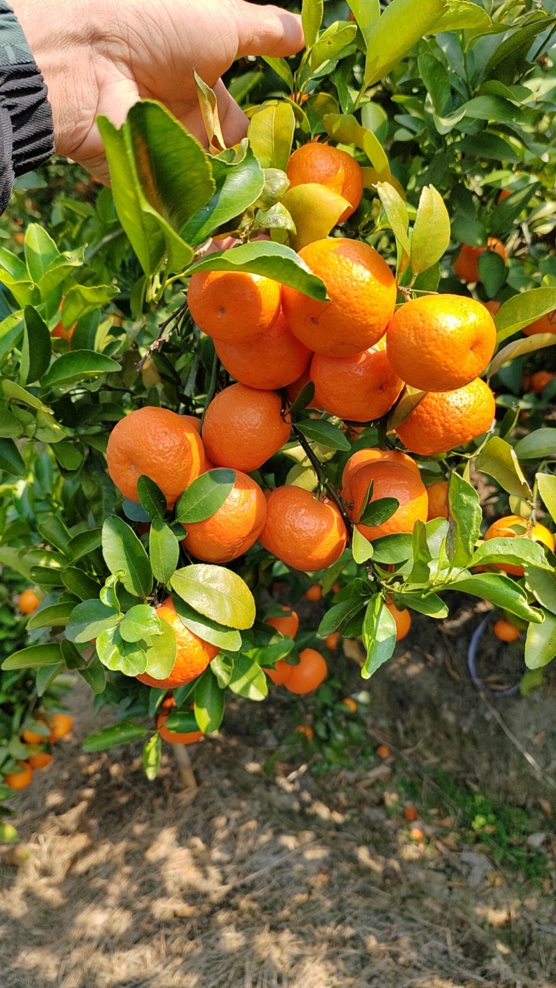 来宾沙糖桔，全国发货，量大从优，甜度高，汁水充足