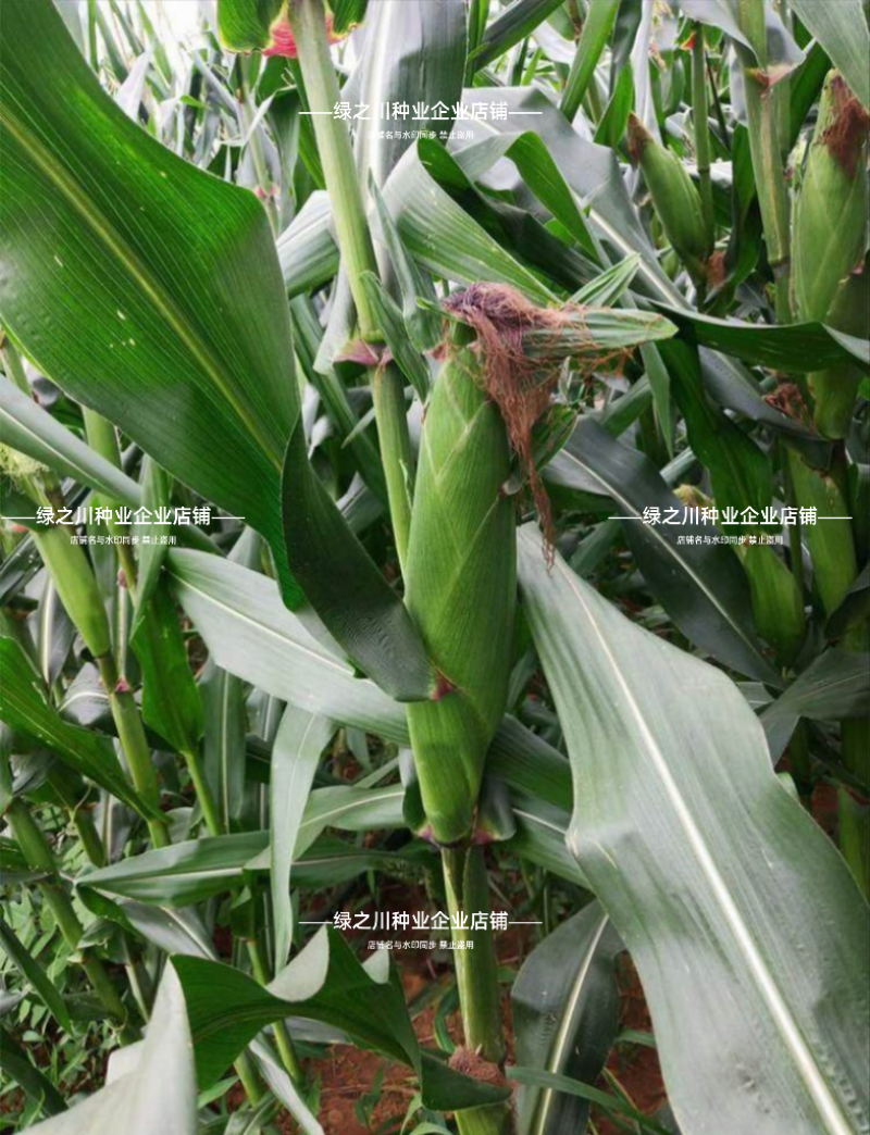 天贵糯515黑玉米种子紫黑色玉米种籽软糯香粘黑糯玉米种子