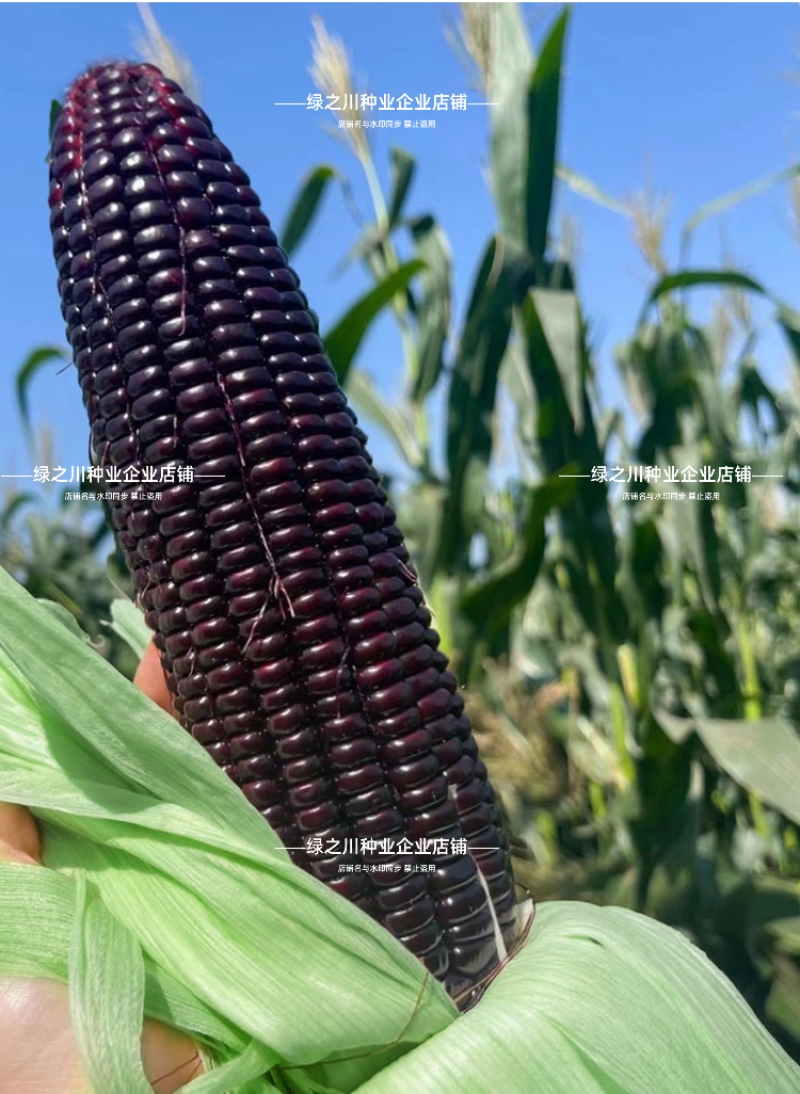 天贵糯515黑玉米种子紫黑色玉米种籽软糯香粘黑糯玉米种子